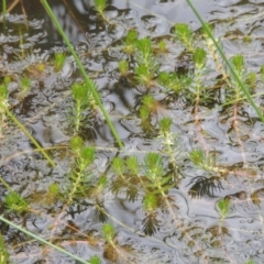 Myriophyllum crispatum at Tuggeranong DC, ACT - 1 Nov 2018 06:31 PM