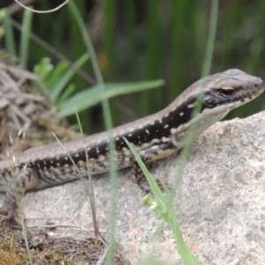 Eulamprus heatwolei at Tuggeranong DC, ACT - 1 Nov 2018