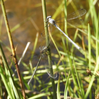 Griseargiolestes intermedius (Alpine Flatwing) at Paddys River, ACT - 28 Dec 2018 by MatthewFrawley