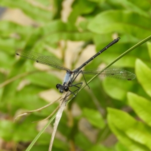 Austroargiolestes calcaris at Paddys River, ACT - 28 Dec 2018 11:34 AM