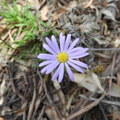 Calotis scabiosifolia var. integrifolia (Rough Burr-daisy) at Paddys River, ACT - 27 Dec 2018 by MatthewFrawley