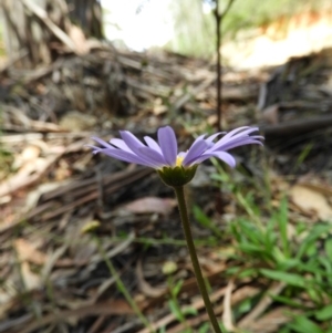 Calotis scabiosifolia var. integrifolia at Paddys River, ACT - 28 Dec 2018