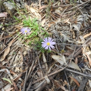 Calotis scabiosifolia var. integrifolia at Paddys River, ACT - 28 Dec 2018