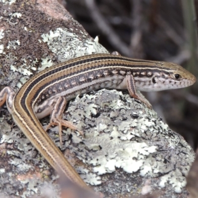 Ctenotus robustus (Robust Striped-skink) at Bullen Range - 1 Nov 2018 by michaelb