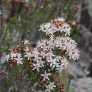 Calytrix tetragona at Tuggeranong DC, ACT - 1 Nov 2018 07:32 PM