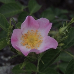 Rosa rubiginosa (Sweet Briar, Eglantine) at Tuggeranong DC, ACT - 1 Nov 2018 by michaelb