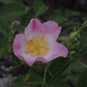 Rosa rubiginosa at Tuggeranong DC, ACT - 1 Nov 2018 07:47 PM