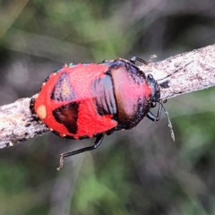 Choerocoris paganus (Ground shield bug) at Googong, NSW - 30 Dec 2018 by Wandiyali