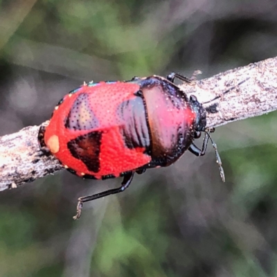 Choerocoris paganus (Ground shield bug) at Googong, NSW - 30 Dec 2018 by Wandiyali