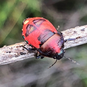 Choerocoris paganus at Googong, NSW - 30 Dec 2018