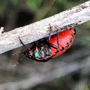 Choerocoris paganus at Googong, NSW - 30 Dec 2018