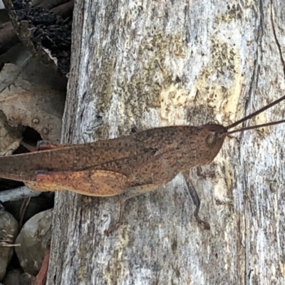 Goniaea australasiae (Gumleaf grasshopper) at Googong, NSW - 30 Dec 2018 by Wandiyali