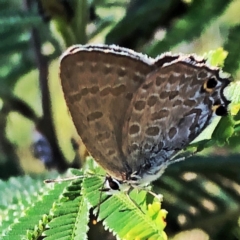 Jalmenus icilius (Amethyst Hairstreak) at Jerrabomberra, NSW - 30 Dec 2018 by Wandiyali