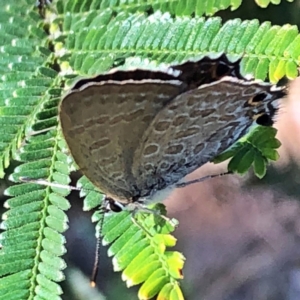 Jalmenus icilius at Jerrabomberra, NSW - 31 Dec 2018 08:35 AM