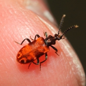 Lemodes coccinea at Acton, ACT - 30 Dec 2018