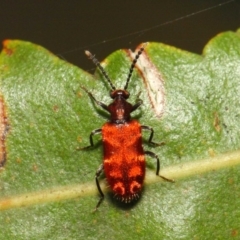 Lemodes coccinea at Acton, ACT - 30 Dec 2018