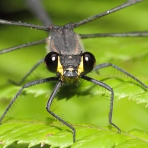 Austroargiolestes icteromelas at Acton, ACT - 30 Dec 2018