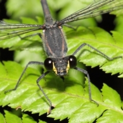 Austroargiolestes icteromelas at Acton, ACT - 30 Dec 2018 02:04 PM