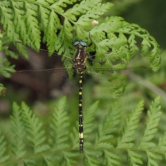 Synthemis eustalacta (Swamp Tigertail) at ANBG - 30 Dec 2018 by TimL