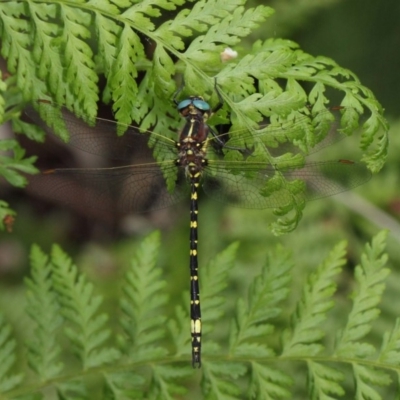 Synthemis eustalacta (Swamp Tigertail) at ANBG - 30 Dec 2018 by TimL