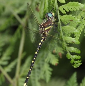 Synthemis eustalacta at Acton, ACT - 30 Dec 2018