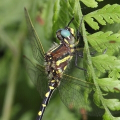 Synthemis eustalacta at Acton, ACT - 30 Dec 2018