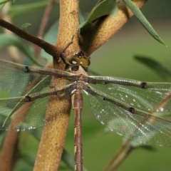 Telephlebia brevicauda (Southern Evening Darner) at ANBG - 30 Dec 2018 by TimL