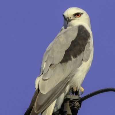 Elanus axillaris (Black-shouldered Kite) at Pialligo, ACT - 26 Dec 2018 by BIrdsinCanberra