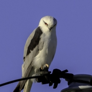 Elanus axillaris at Pialligo, ACT - 27 Dec 2018 07:17 AM