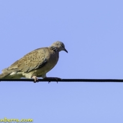 Spilopelia chinensis (Spotted Dove) at Pialligo, ACT - 27 Dec 2018 by JonSteinbeck