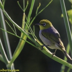 Zosterops lateralis (Silvereye) at Campbell, ACT - 26 Dec 2018 by BIrdsinCanberra