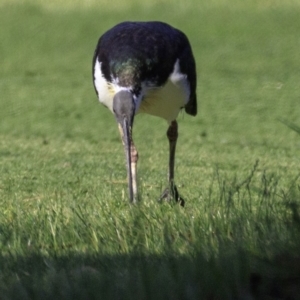 Threskiornis spinicollis at Campbell, ACT - 27 Dec 2018