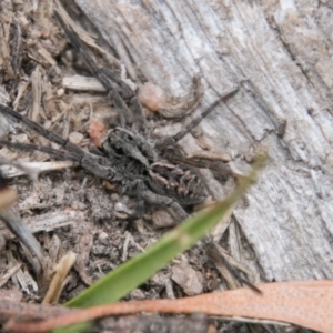 Tasmanicosa godeffroyi at Tennent, ACT - 5 Dec 2018