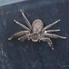 Isopeda sp. (genus) (Huntsman Spider) at Mirador, NSW - 12 Sep 2018 by hynesker1234