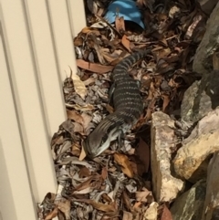 Tiliqua scincoides scincoides (Eastern Blue-tongue) at Mirador, NSW - 13 Sep 2018 by hynesker1234