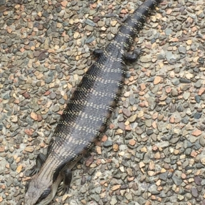 Tiliqua scincoides scincoides (Eastern Blue-tongue) at Mirador, NSW - 16 Nov 2018 by hynesker1234