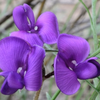 Swainsona sericea (Silky Swainson-Pea) at Bolaro, NSW - 5 Dec 2018 by DavidMcKay