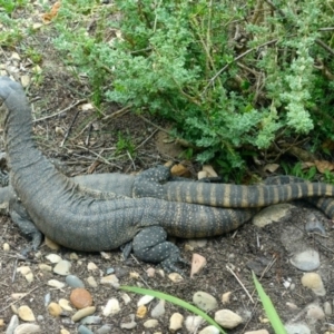 Varanus rosenbergi at Wamboin, NSW - 31 Dec 2018