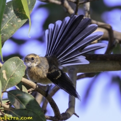 Rhipidura albiscapa (Grey Fantail) at Fyshwick, ACT - 26 Dec 2018 by BIrdsinCanberra