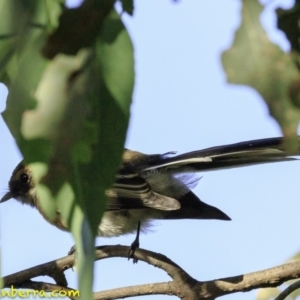 Rhipidura albiscapa at Fyshwick, ACT - 27 Dec 2018 08:36 AM