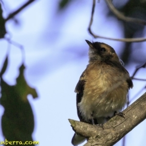 Rhipidura albiscapa at Fyshwick, ACT - 27 Dec 2018 08:36 AM