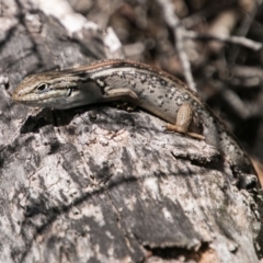 Liopholis whitii (White's Skink) at Tennent, ACT - 5 Dec 2018 by SWishart