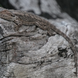 Pogona barbata at Tennent, ACT - suppressed