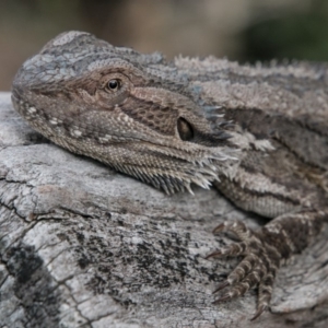 Pogona barbata at Tennent, ACT - suppressed