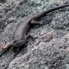 Egernia saxatilis (Black Rock Skink) at Tennent, ACT - 5 Dec 2018 by SWishart