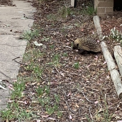 Tachyglossus aculeatus (Short-beaked Echidna) at Wanniassa, ACT - 30 Dec 2018 by Mhendo