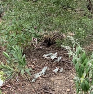 Tachyglossus aculeatus at Wanniassa, ACT - 30 Dec 2018