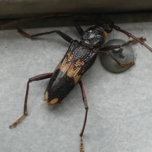 Phoracantha semipunctata at Wanniassa, ACT - 31 Dec 2018