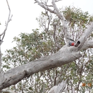 Callocephalon fimbriatum at Deakin, ACT - suppressed