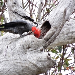 Callocephalon fimbriatum at Deakin, ACT - suppressed